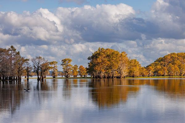 Jones, Adam 아티스트의 Bald cypress trees in autumn Caddo Lake-Uncertain-Texas작품입니다.